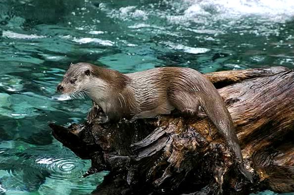 Loutre_des_pyrenees_baronnies_2004.jpg