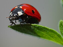 250px-Ladybird.jpg