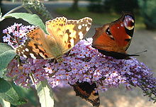 220px-Buddleiabutterflies.JPG