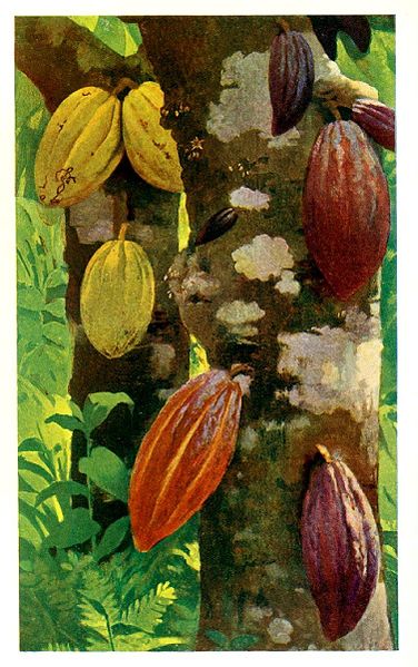 376px-Cacao_pods_-_Project_Gutenberg_eText_16035.jpg