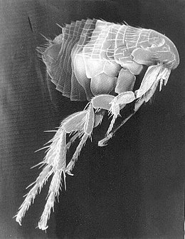 260px-Scanning_Electron_Micrograph_of_a_Flea.jpg