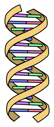 220px-DNA_simple.svg.png
