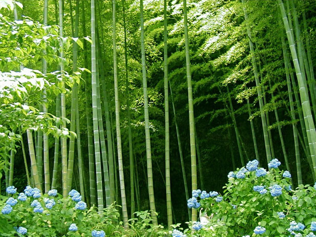 bamboo-forest-3.jpeg