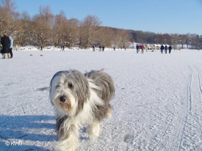 urlaub-mit-hund-bayern-winter.jpg