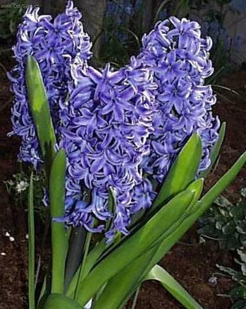 hyacint-vychodni_1.jpg