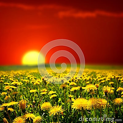 sunrise-on-dandelion-field-thumb5513743.jpg