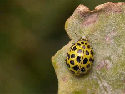 ladybird22spot02.jpg