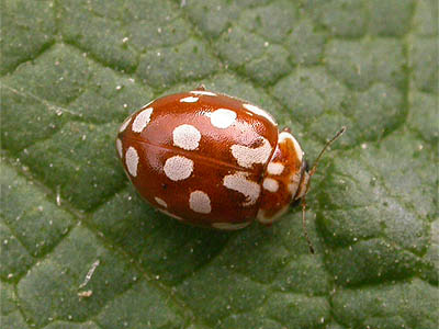 ladybird18spot01.jpg
