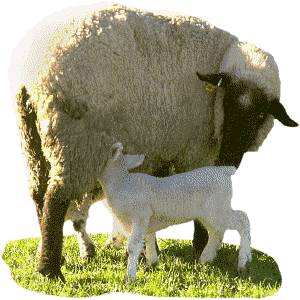 sheep_and_lamb.gif