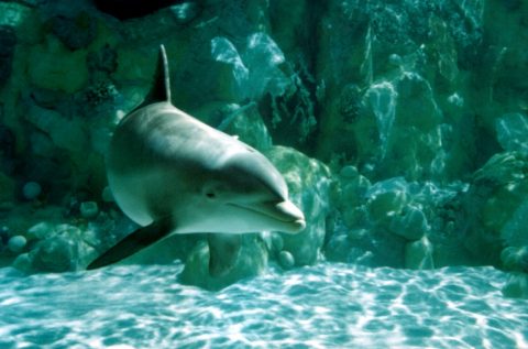 underwater-dolphin-pictures-2-480.jpg