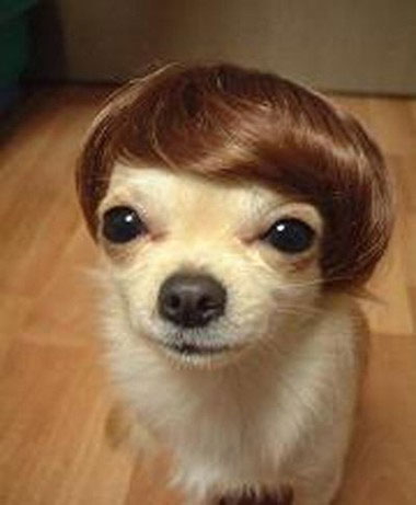 prasannash__silly-dog-with-toupee-funny.jpg