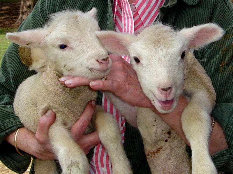 lamb_twins.jpg