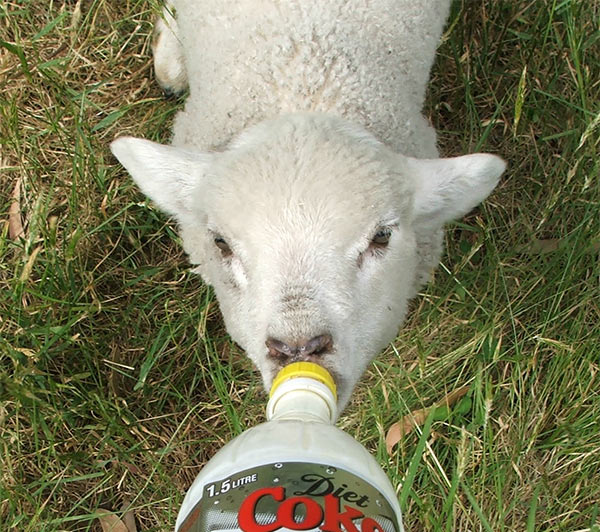 lamb-drink.jpg