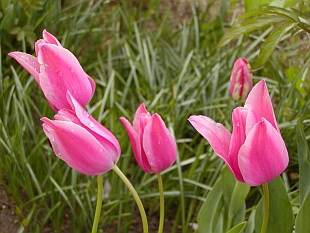 3652-tulipa-tulipan-2.jpg