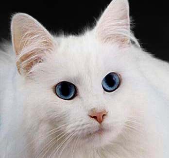 Cat_white_fur_blue_eyes.jpg