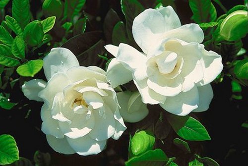 gardenia12.jpg