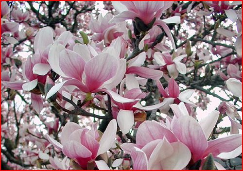 magnolia5.JPG