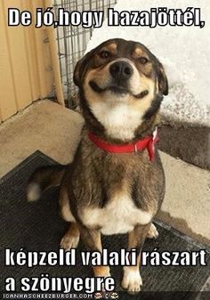 5c906ddfee0a1a876834d309f46aa912--funny-humor-funny-dogs.jpg