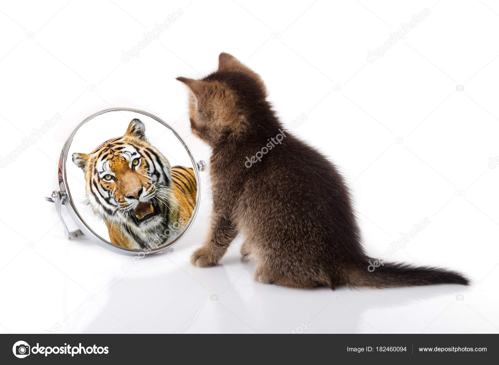 depositphotos_182460094-stock-photo-kitten-with-mirror-on-white.jpg