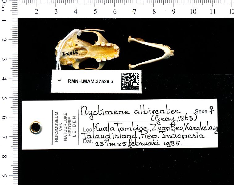 758px-Naturalis_Biodiversity_Center_-_RMNH.MAM.37529.a_pal_-_Nyctimene_albiventer_-_skull.jpeg