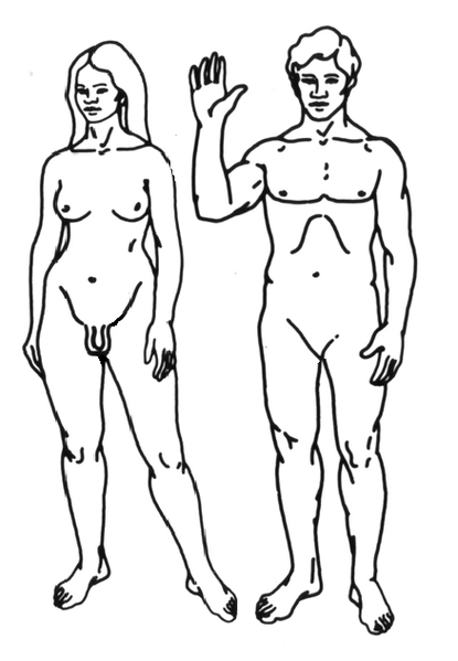 415px-Transgender_woman_and_transgender_man_line_drawings.png